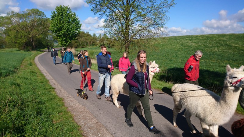 Alpaka Wanderungen